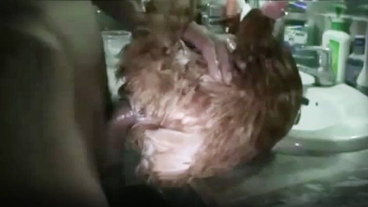 新作 [有碼] [HD 4.9G] [双字] NIMA061 FANZA同人漫畫熱賣突破19萬部的超人氣作品影像化！真人版！新人OL的憂鬱 實戰突擊陪睡篇 桃園怜奈 椿莉香